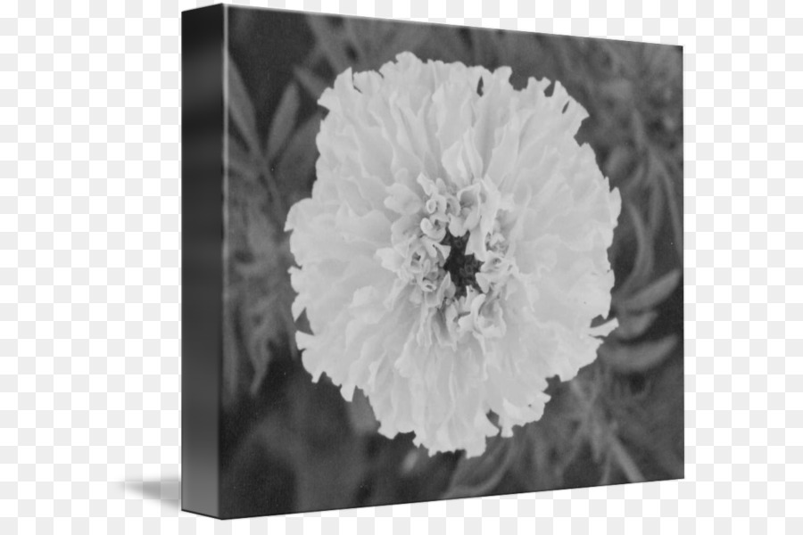 Art Floral，Photographie De Nature Morte PNG