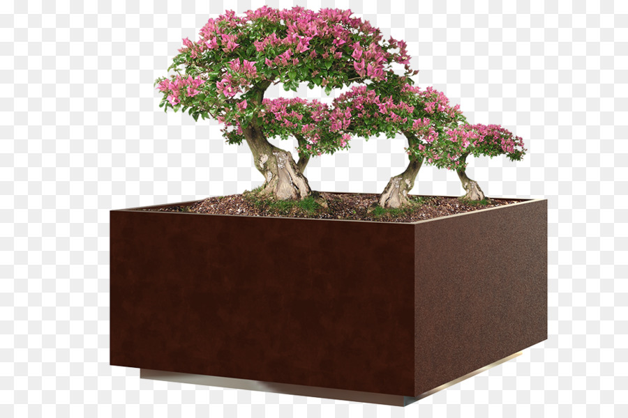 Chinois Douce Prune，Flowerpot PNG