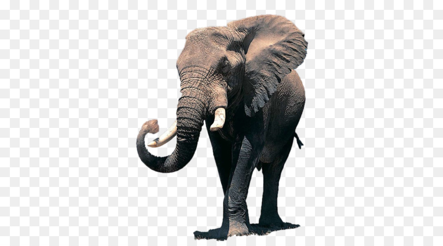 L éléphant D Afrique，Le Papier Peint Du Bureau PNG