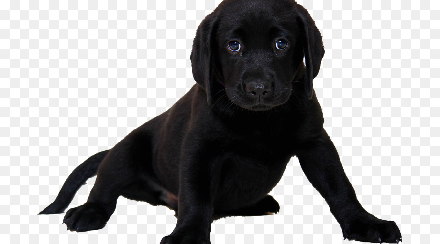 Chien Noir，Animal De Compagnie PNG