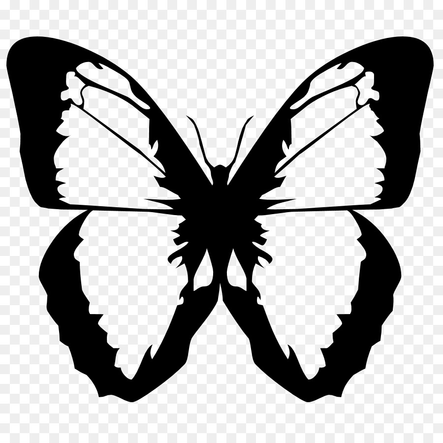 Papillon Noir，Insecte PNG