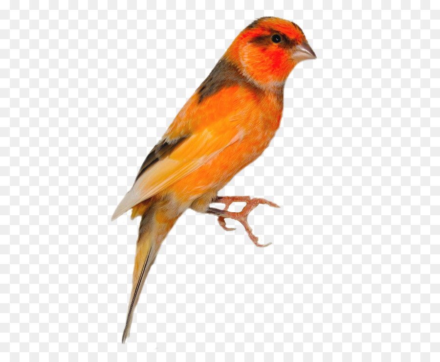 Oiseau Orange，Plumes PNG