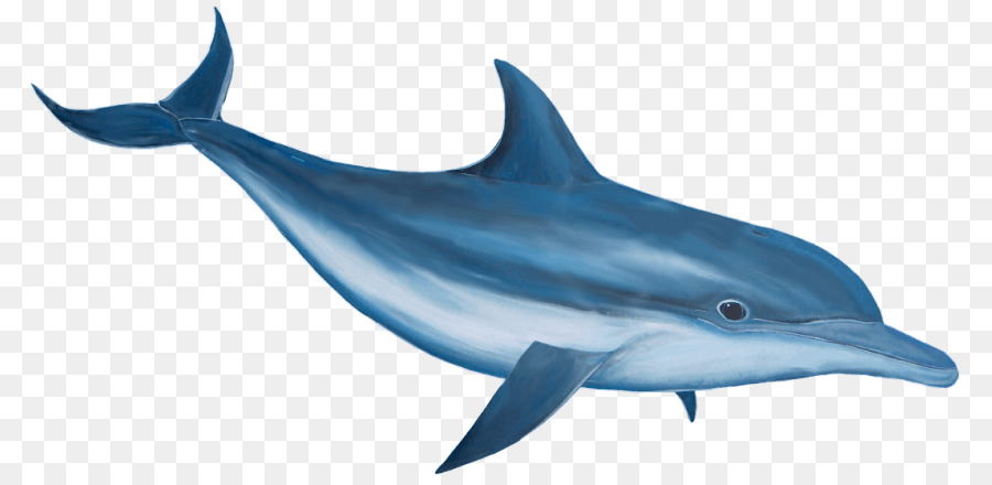 Dauphins De Dessin Animé，Marin PNG