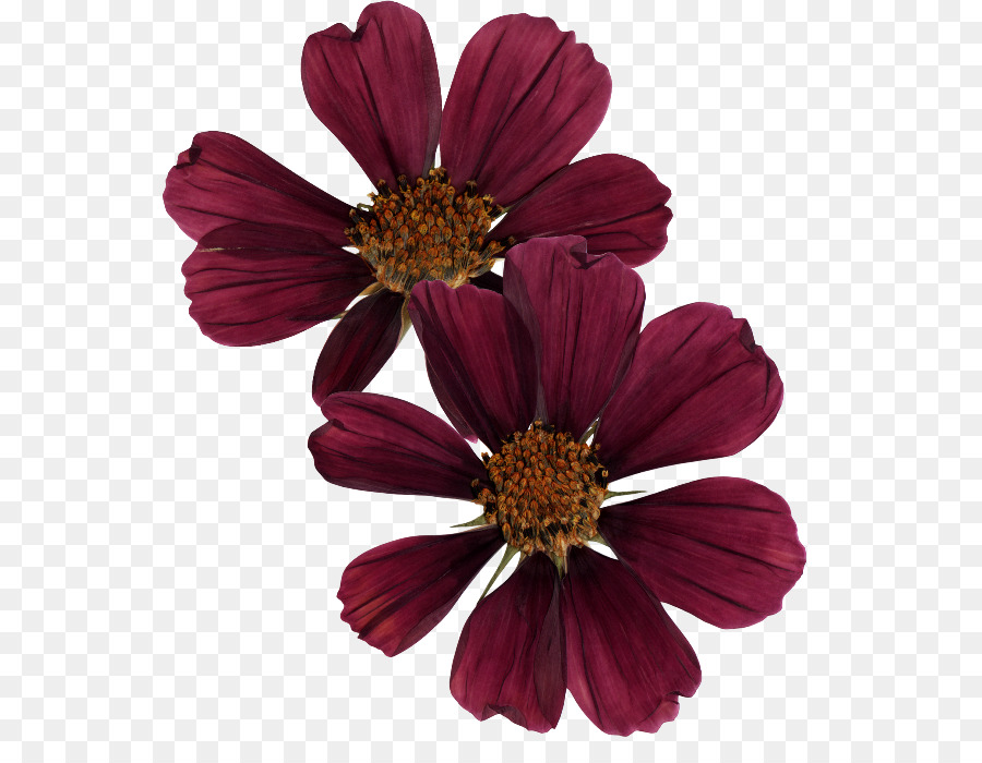 Fleurs Violettes，Feuilles PNG