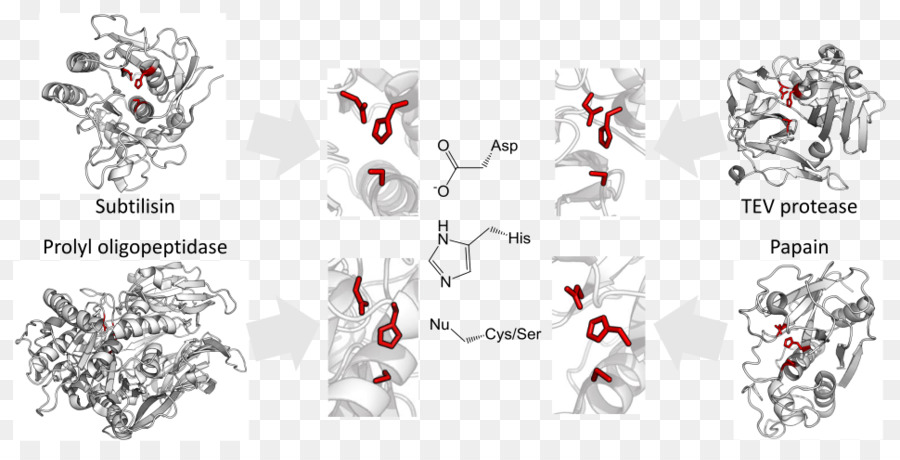 Structures Protéiques，Enzyme PNG