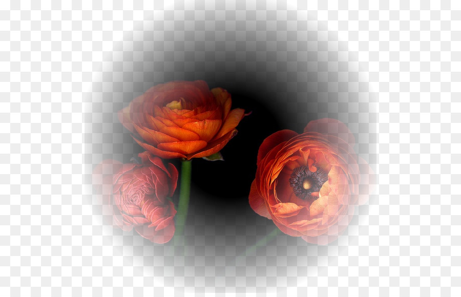 Fleur，Les Roses De Jardin PNG