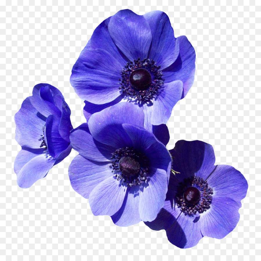 Fleurs Violettes，Fleurir PNG