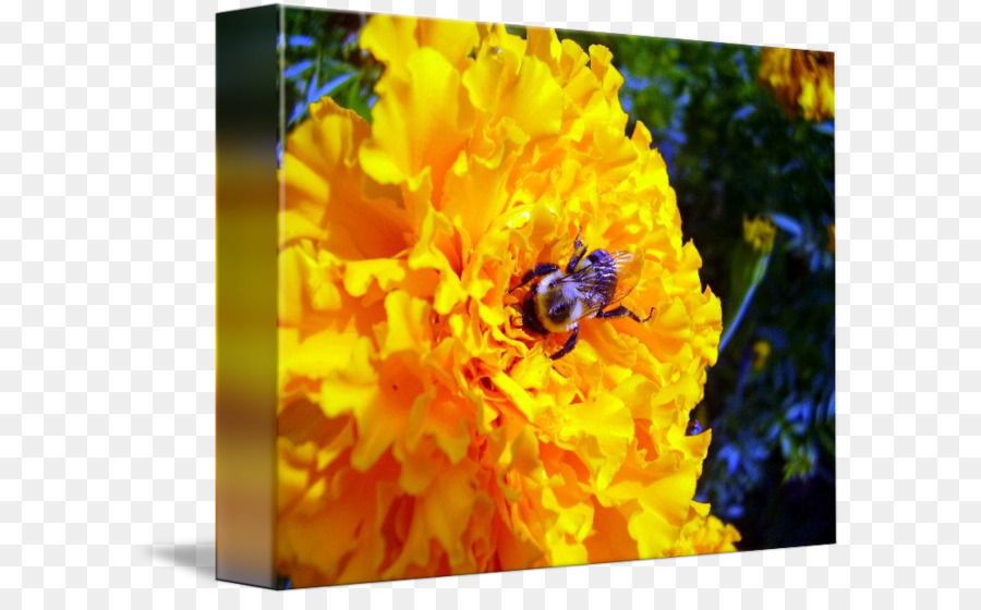 Abeille Sur Fleur，Fleur Jaune PNG