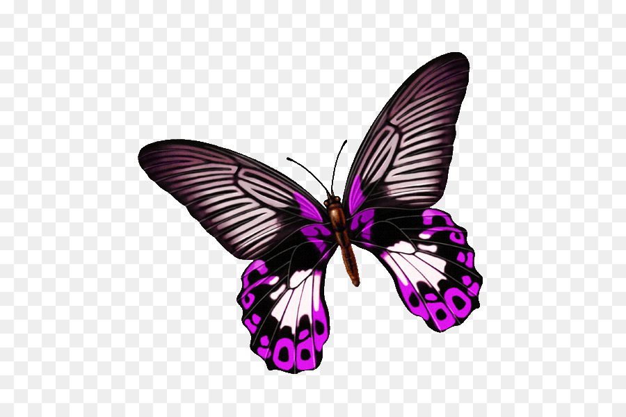 Papillon Violet，Insecte PNG