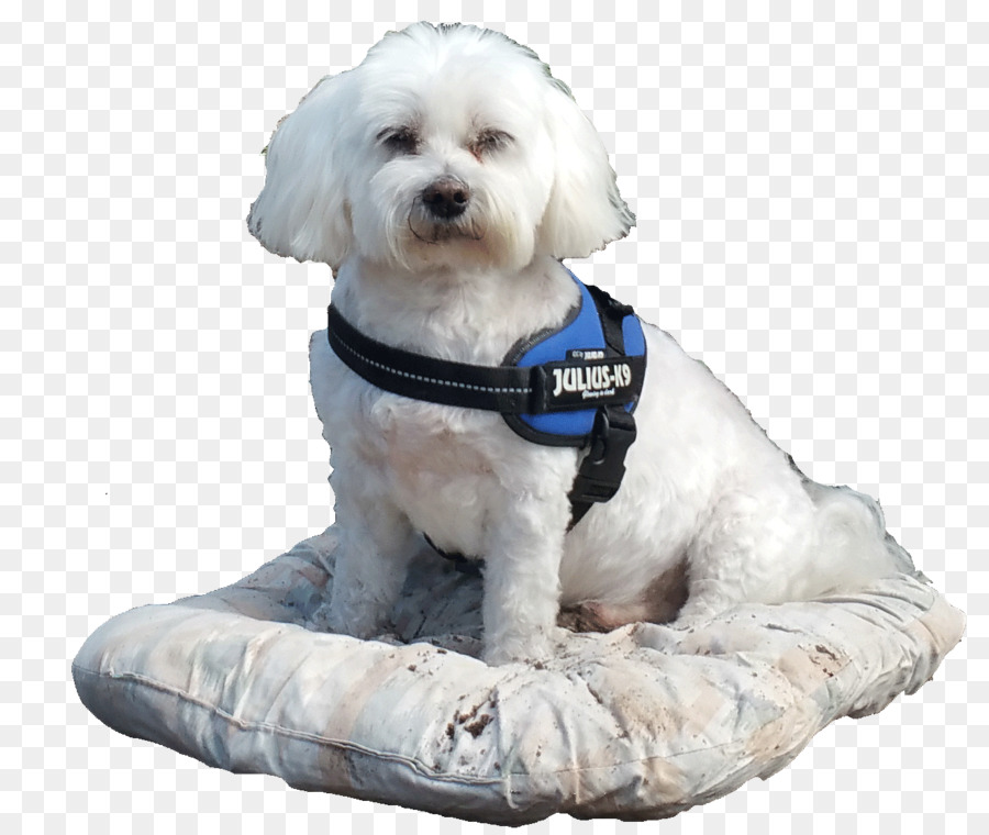 Maltais Chien，Chien Bichon Havanais PNG