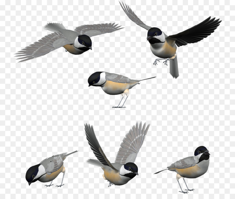 Oiseaux，Vol PNG