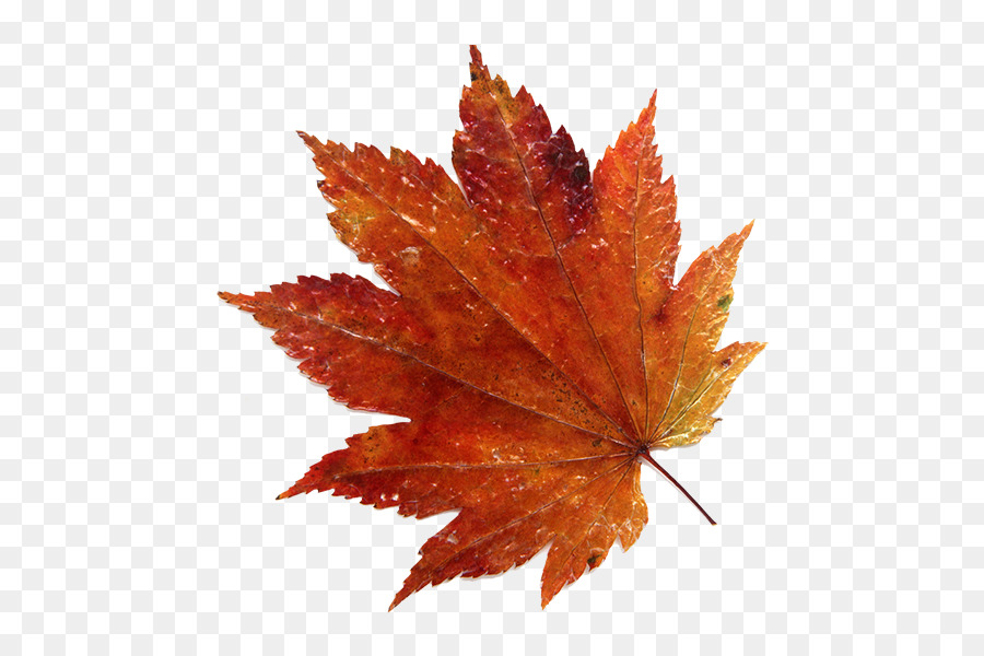 Feuille，Automne PNG