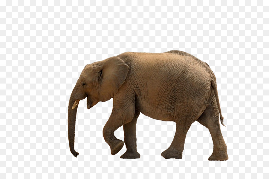 Éléphant De Savane D Afrique，Éléphant D Asie PNG