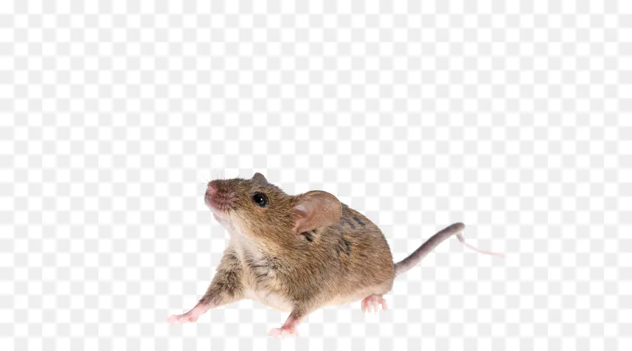Rat，Souris PNG