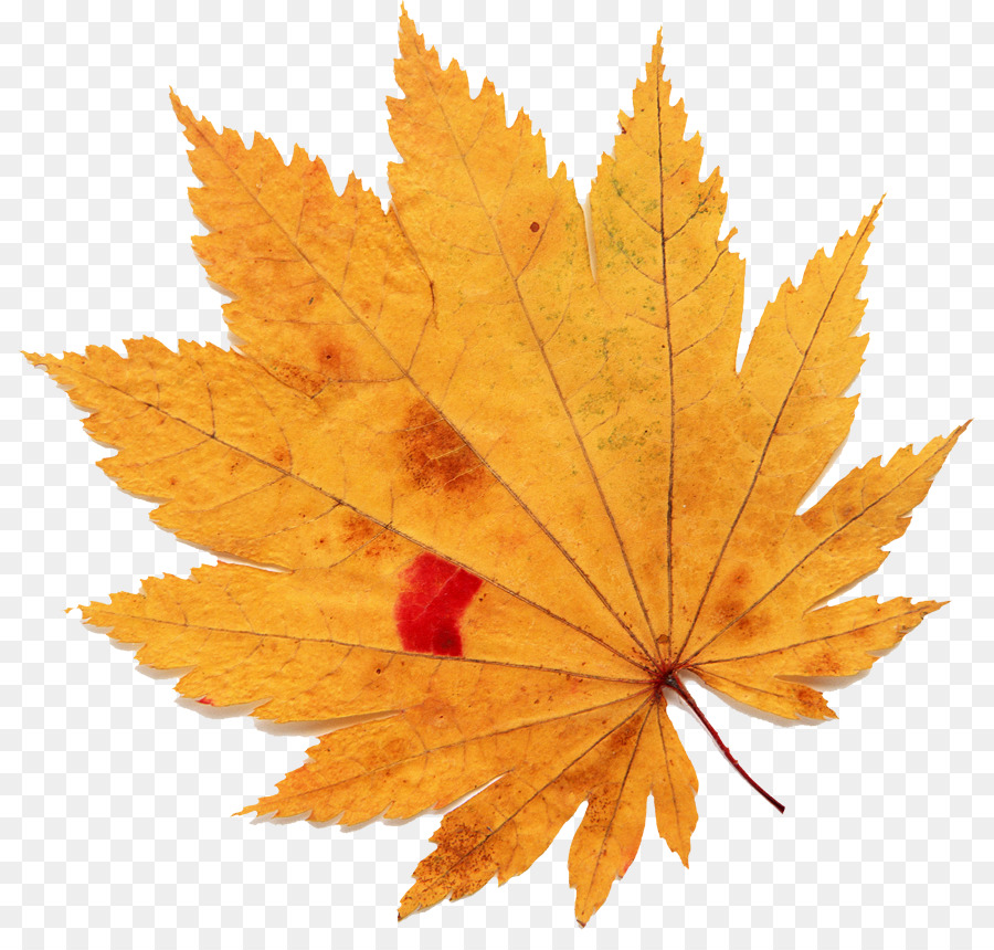 Feuilles D'automne，Automne PNG