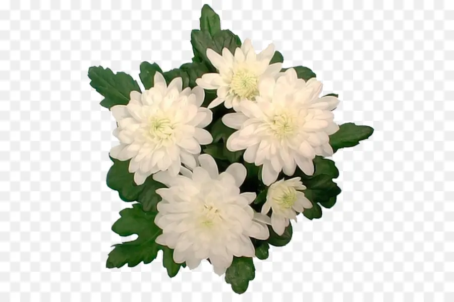 Chrysanthème，Aster PNG