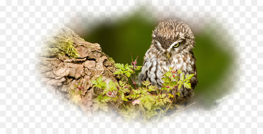 Hibou，Bifurquer PNG