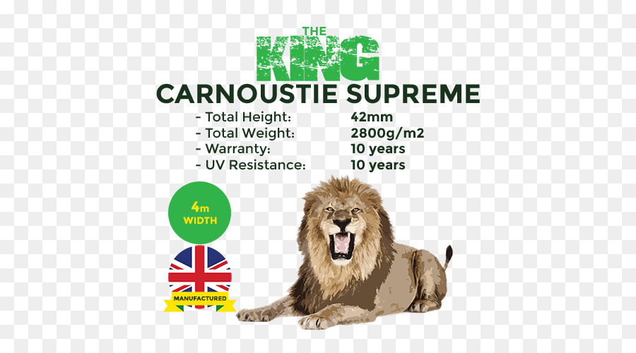 Lion D Afrique De L Est，Lion Tigre PNG