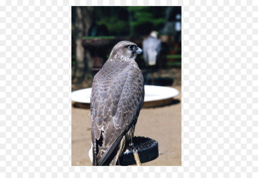 Gallois Hawking Centre，Hawk PNG