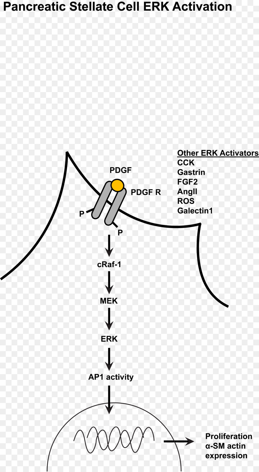 Mapkerk Voie，Protéine Kinase Mitogenactivated PNG