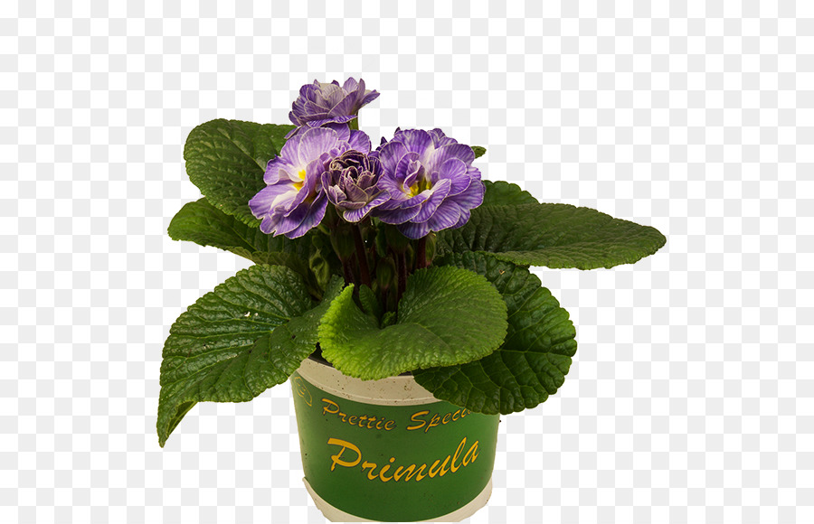 Primrose，Flowerpot PNG