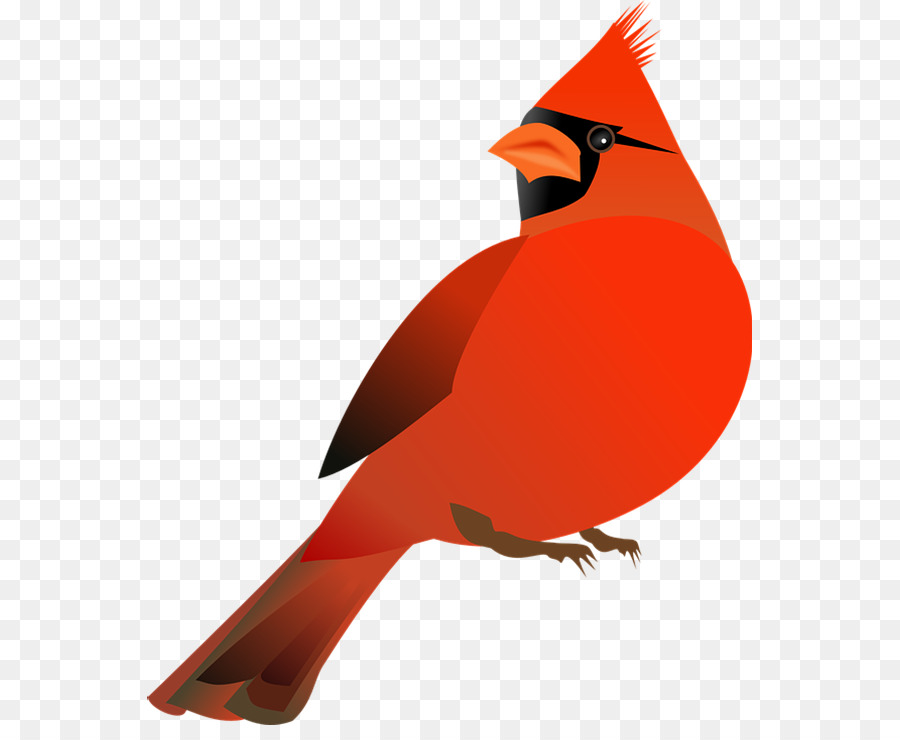 Le Nord Du Cardinal，Le Cardinal PNG