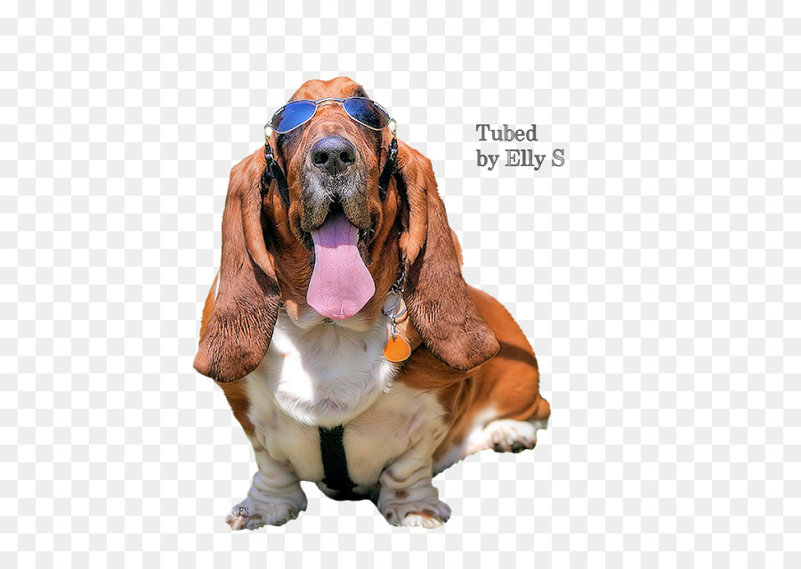 Basset Hound，Basset Artésien Normand PNG