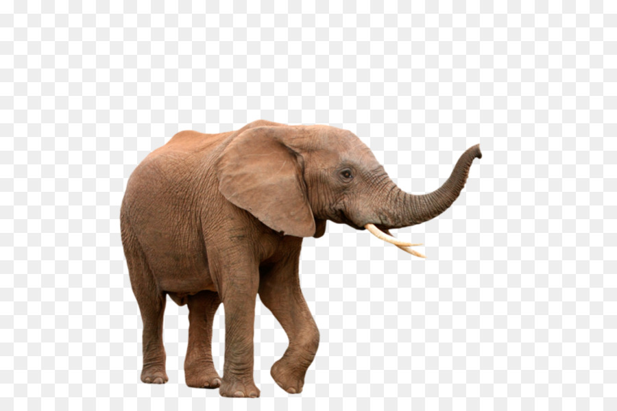 éléphant，Mammifère PNG