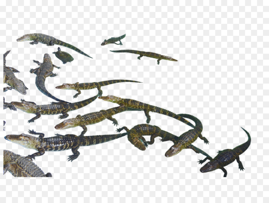 Reptile，Crocodile PNG