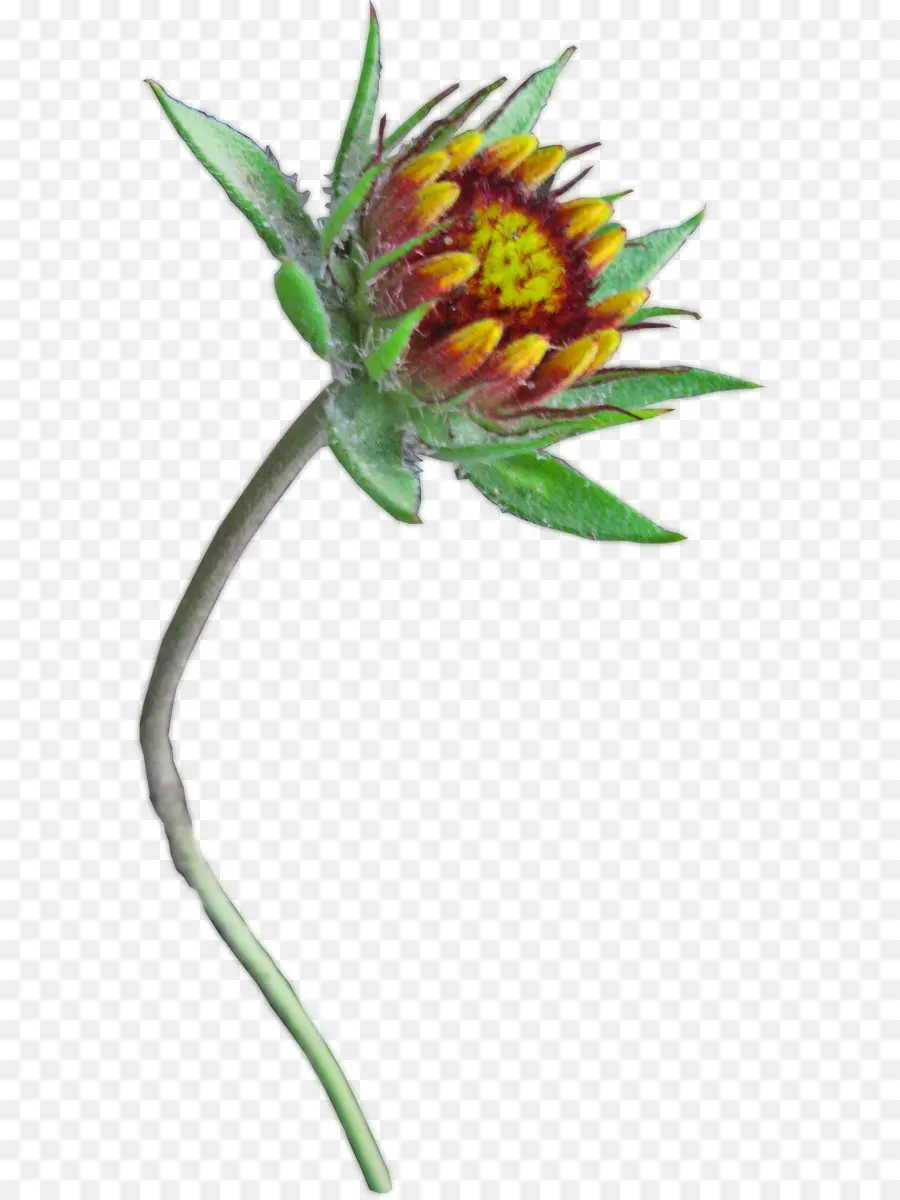 Fleur，Tige PNG