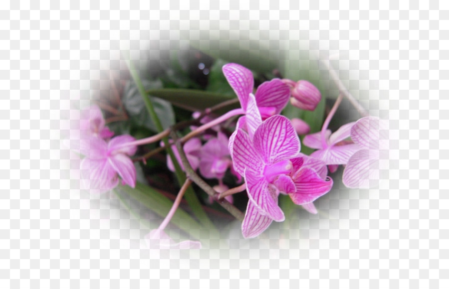 Teigne Des Orchidées，Rose M PNG