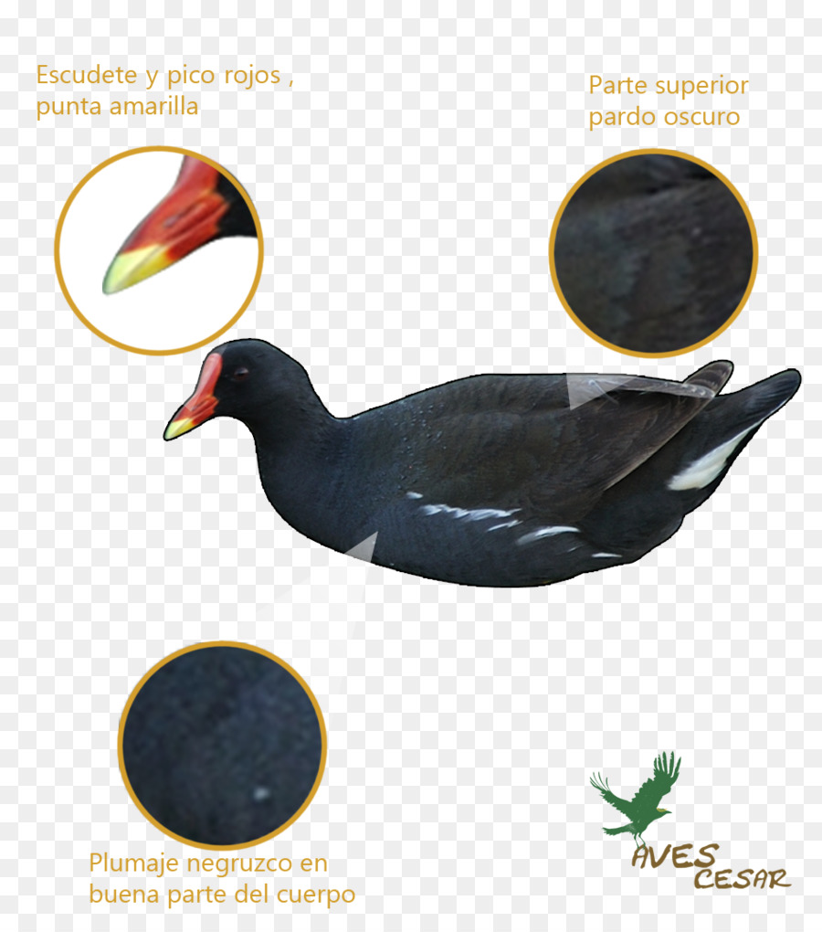 Canard，Commune De La Poule D Eau PNG