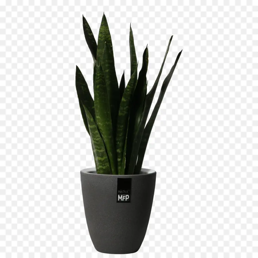 Plante D'appartement，Pot De Fleur PNG