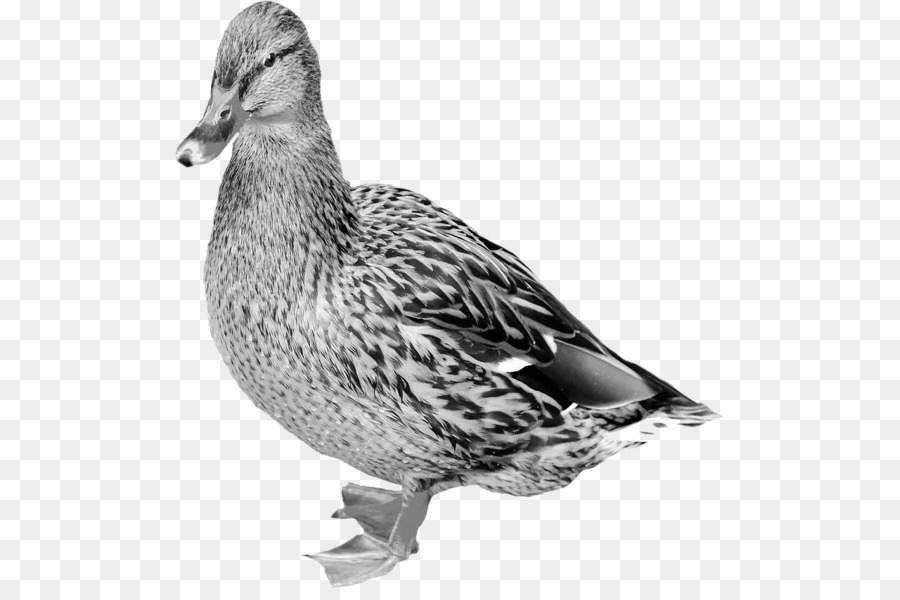 Mallard，Oie PNG