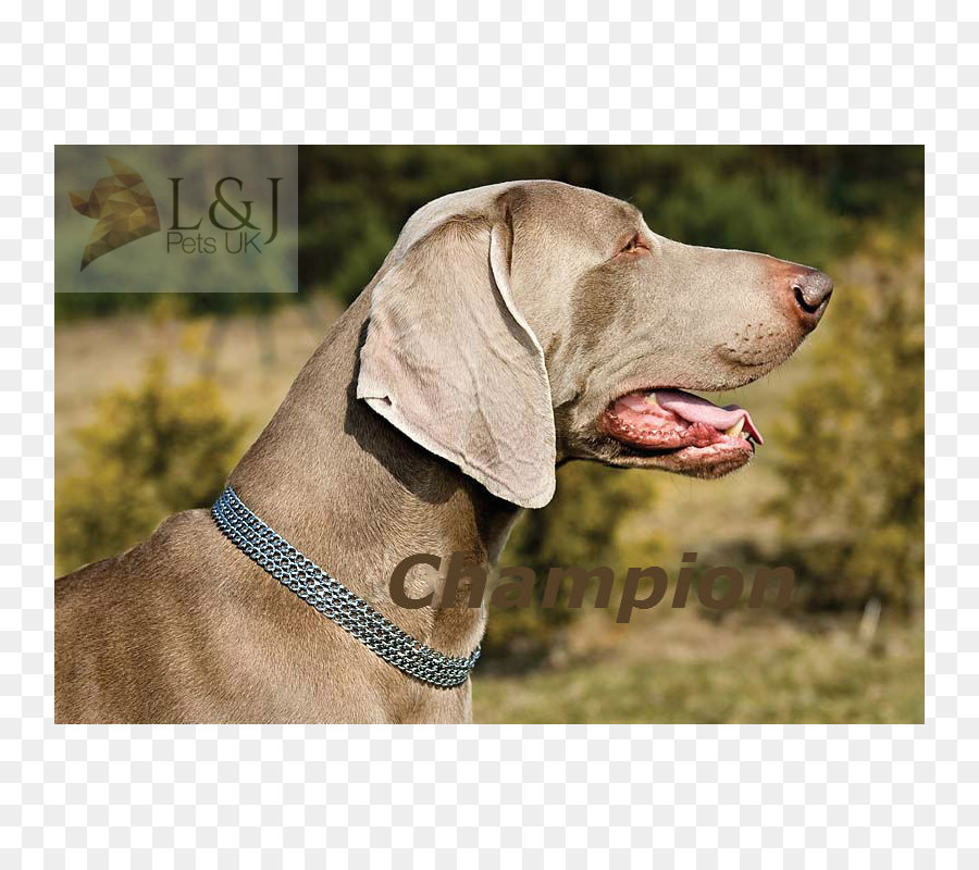 Weimaraner，Race De Chien PNG