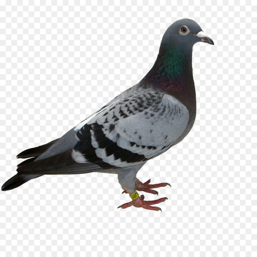 Pigeon Colombin，Columbidae PNG