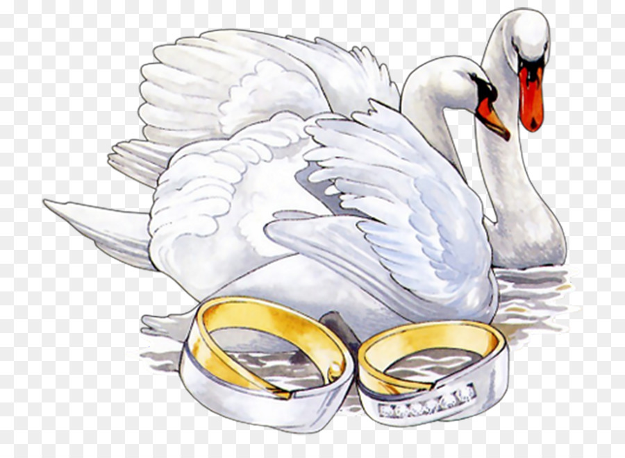 Cygnes Et Anneaux，Mariage PNG