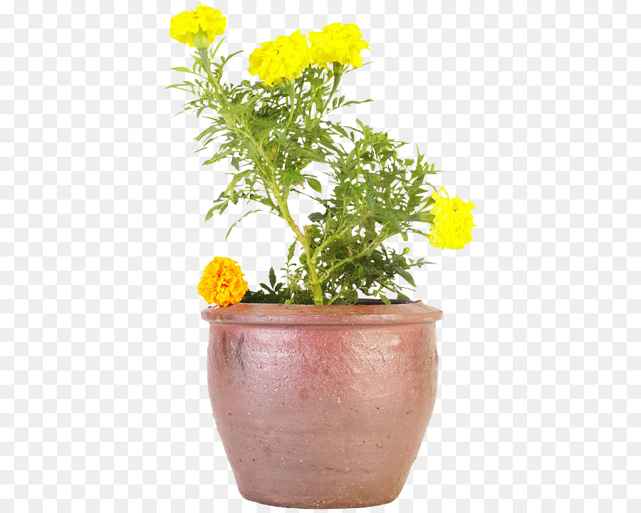 Les Fleurs Coupées，Chrysanthème Grandiflorum PNG