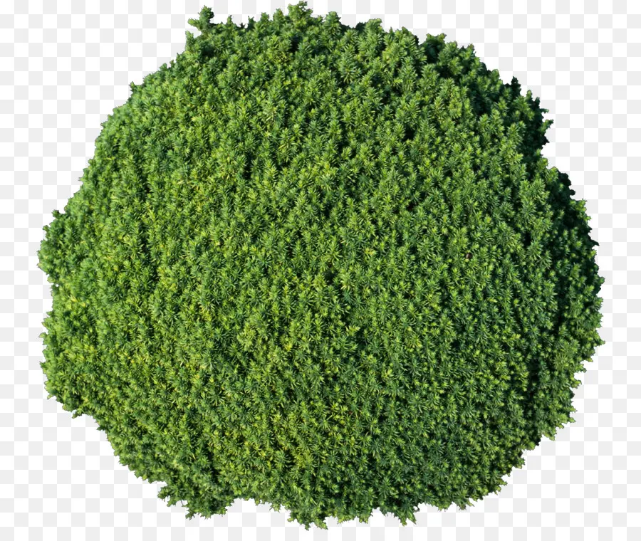 Buisson Vert，Arbuste PNG