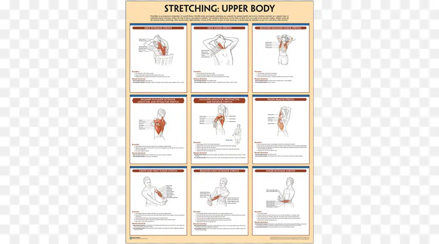 Guide D'étirement，Exercice PNG