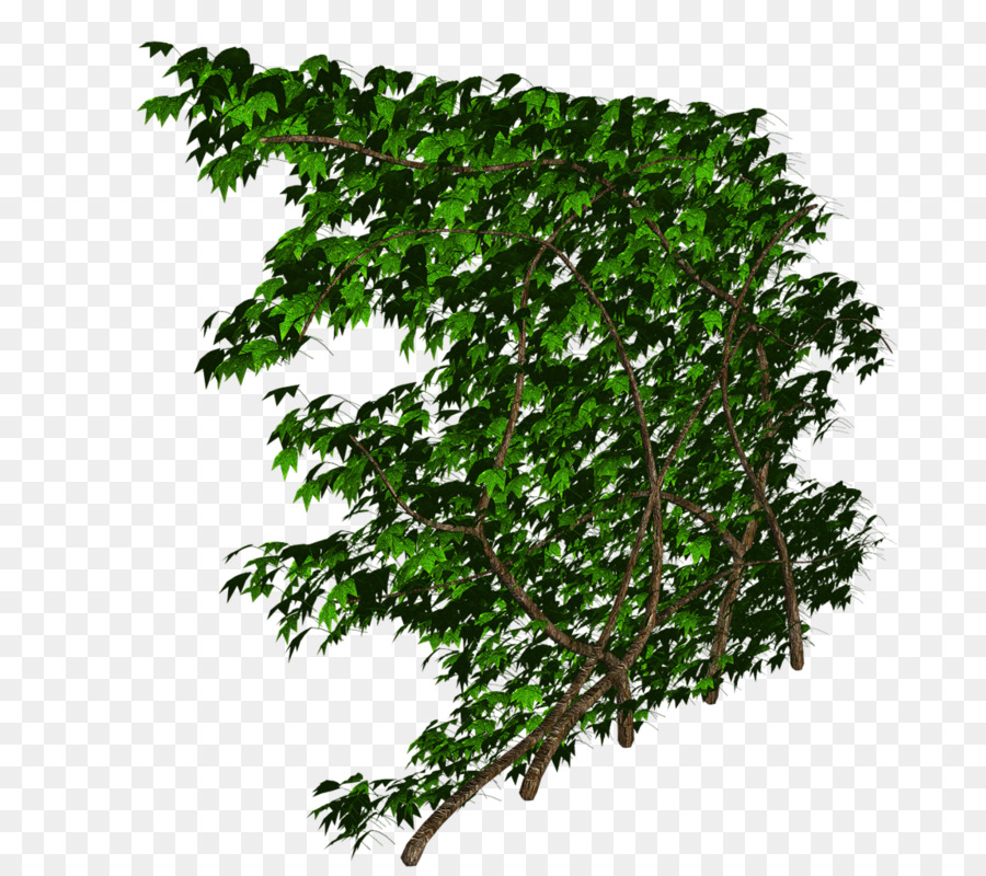 Arbre Vert，Feuilles PNG