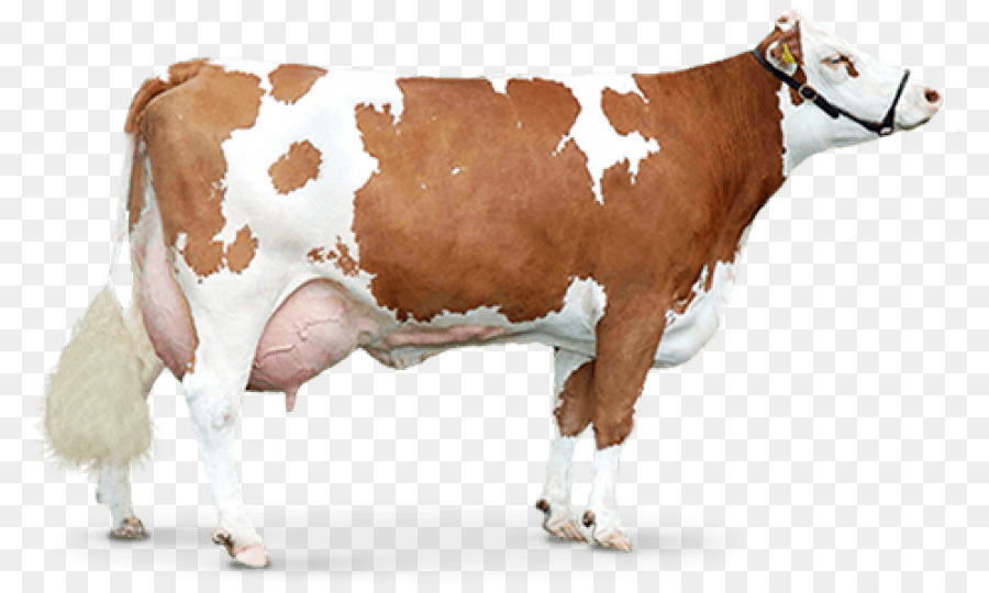 Vache，Bétail PNG