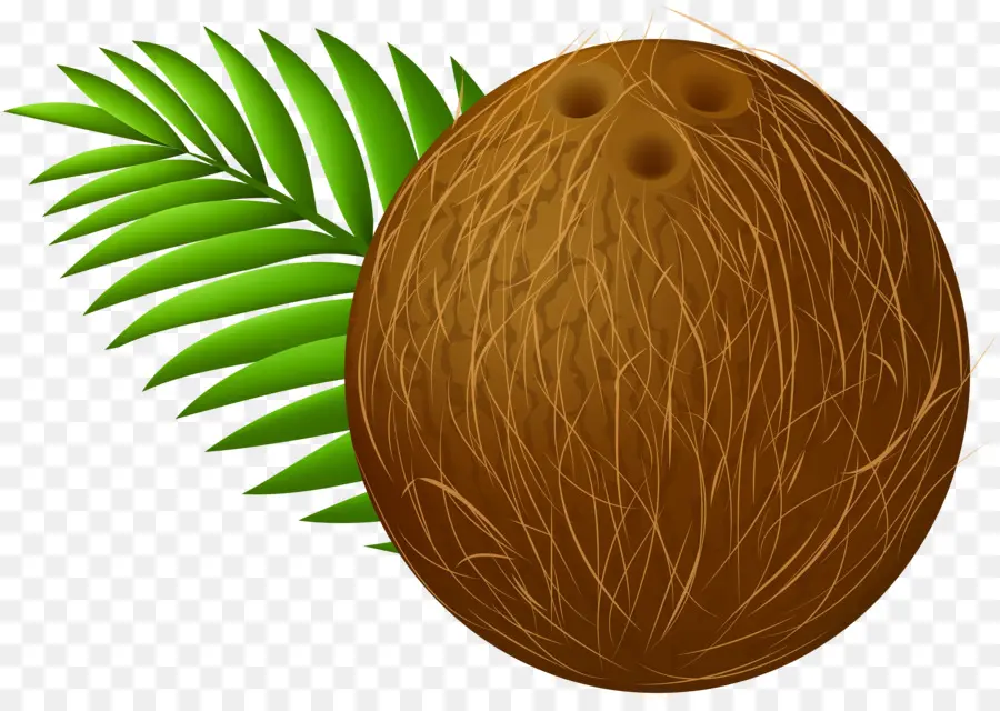 Noix De Coco，Palme PNG