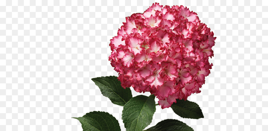 Fleur Rose，Fleur PNG