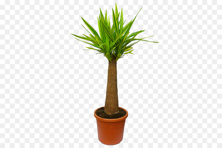 Plante En Pot，Vert PNG