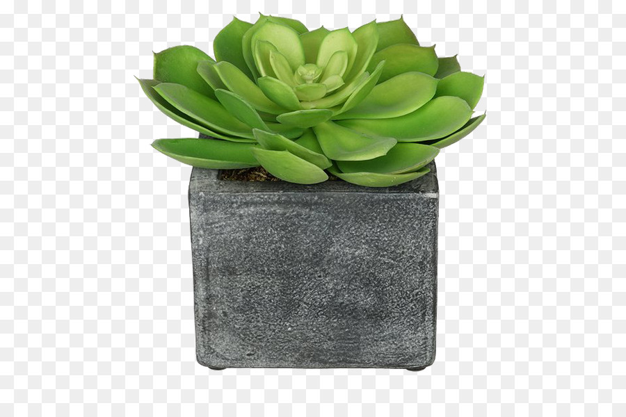 Succulent，Pot PNG