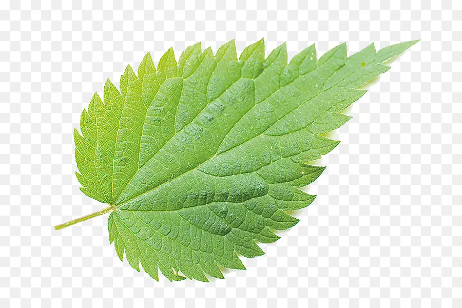 Feuille Verte，Usine PNG