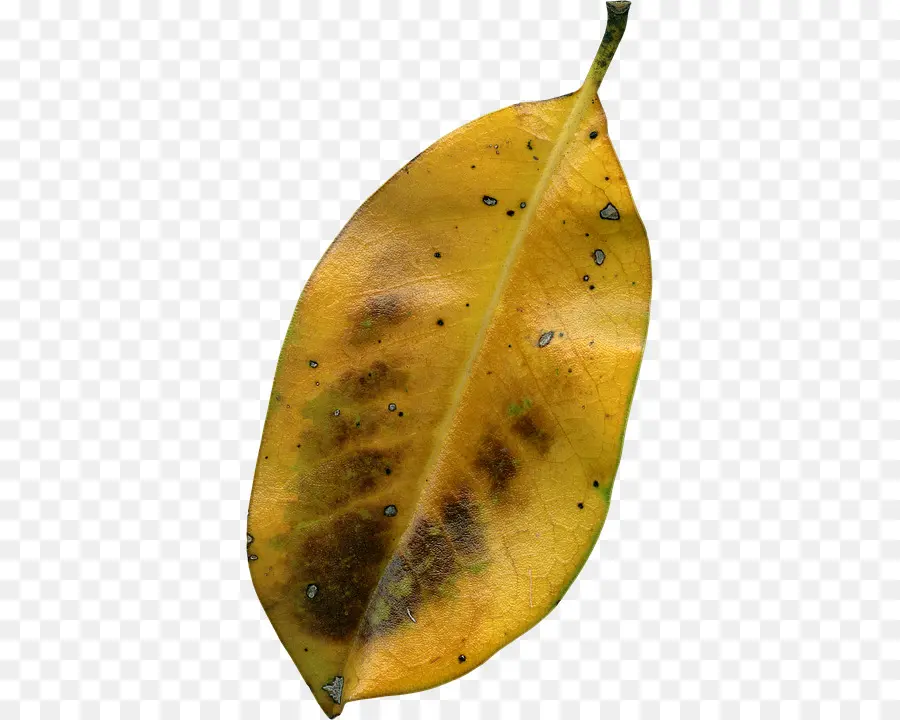 Feuille Jaune，Automne PNG