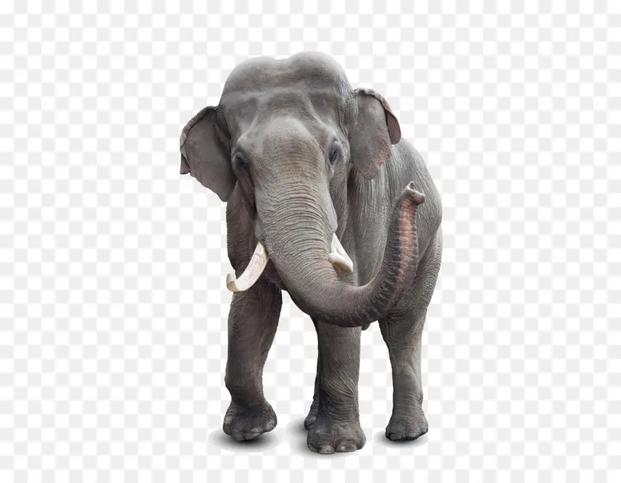 Éléphant，Faune PNG