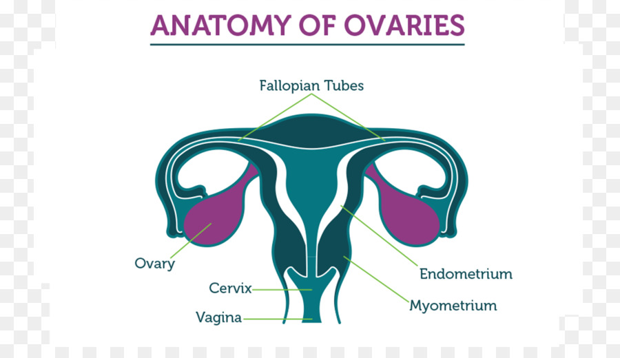 Le Cancer De L Ovaire，Ovaire PNG